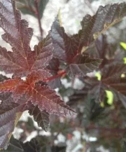 Future Forests Physocarpus Opulifolius Red Baron