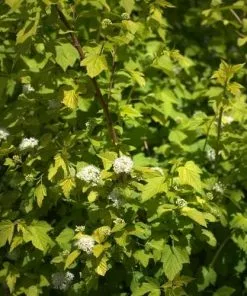 Future Forests Physocarpus Opulifolius Dart's Gold Shrubs