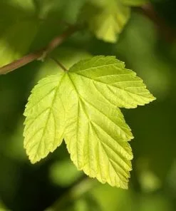 Future Forests Physocarpus Opulifolius Dart's Gold Shrubs