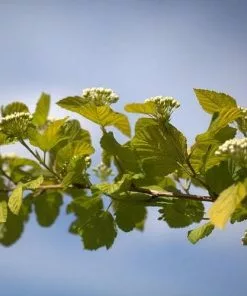 Future Forests Physocarpus Opulifolius Dart's Gold Shrubs