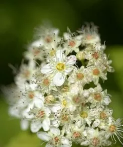 Future Forests Physocarpus Opulifolius Dart's Gold Shrubs