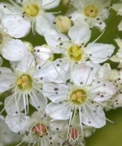 Future Forests Physocarpus Opulifolius Dart's Gold Shrubs