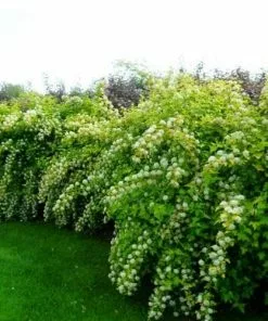 Future Forests Physocarpus Opulifolius Dart's Gold Shrubs