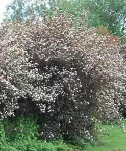 Future Forests Physocarpus Opulifolius Diabolo