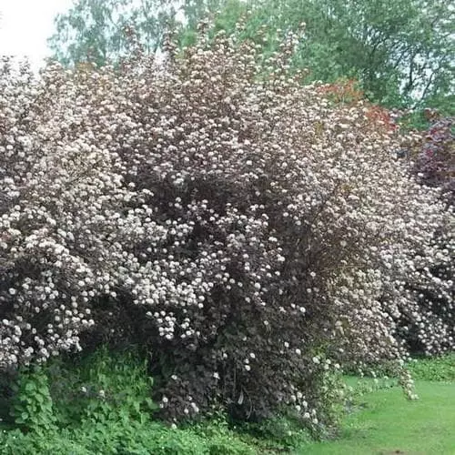 Future Forests Physocarpus Opulifolius Diabolo 4 Future Forests Physocarpus Opulifolius Diabolo