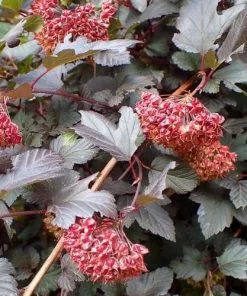 Future Forests Physocarpus Opulifolius Diabolo