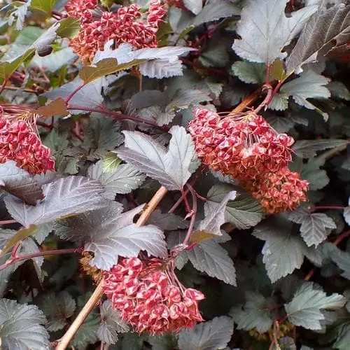 Future Forests Physocarpus Opulifolius Diabolo 3 Future Forests Physocarpus Opulifolius Diabolo