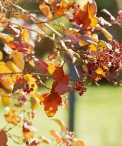 Future Forests Physocarpus Opulifolius Diabolo 9 Future Forests Physocarpus Opulifolius Diabolo