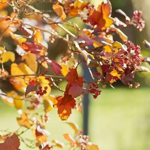 Future Forests Physocarpus Opulifolius Diabolo 6 Future Forests Physocarpus Opulifolius Diabolo