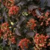 Future Forests Physocarpus Opulifolius Red Baron