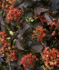 Future Forests Physocarpus Opulifolius Red Baron