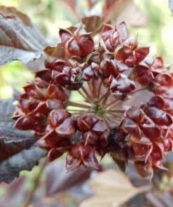 Future Forests Physocarpus Opulifolius Red Baron
