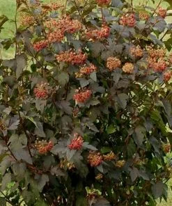 Future Forests Physocarpus Opulifolius Red Baron