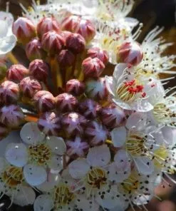 Future Forests Physocarpus Opulifolius Red Baron