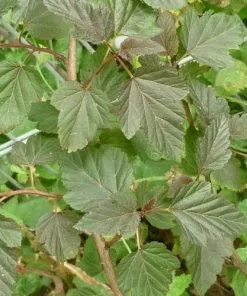 Future Forests Physocarpus Opulifolius Red Baron