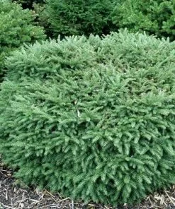 Future Forests All Conifers Picea Abies Nidiformis