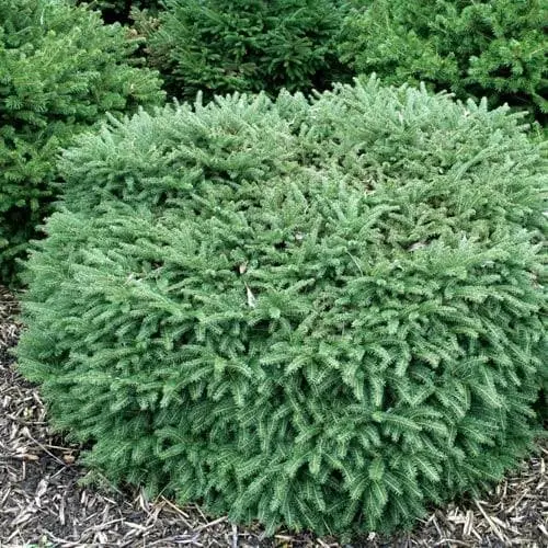 Future Forests All Conifers Picea Abies Nidiformis 3 Future Forests All Conifers Picea Abies Nidiformis