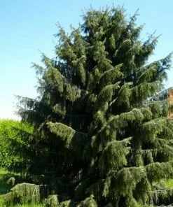 Future Forests Picea Breweriana - Brewer's Weeping Spruce All Conifers