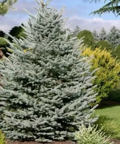 Future Forests Picea Pungens Fat Albert