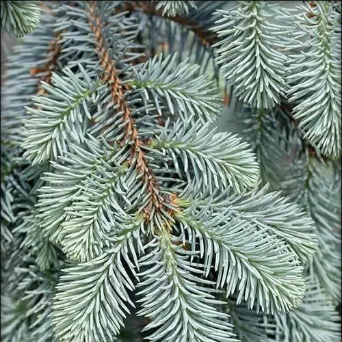 Future Forests Picea Pungens Fat Albert 4 Future Forests Picea Pungens Fat Albert