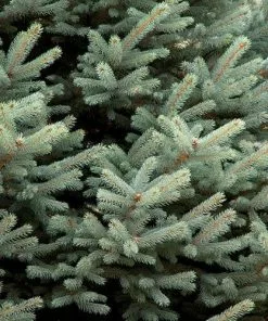 Future Forests Picea Pungens Fat Albert 9 Future Forests Picea Pungens Fat Albert