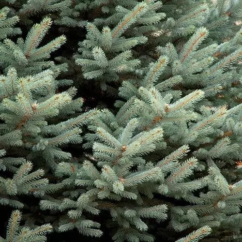 Future Forests Picea Pungens Fat Albert 5 Future Forests Picea Pungens Fat Albert