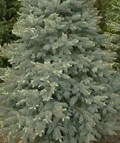 Future Forests Picea Pungens Fat Albert 10 Future Forests Picea Pungens Fat Albert