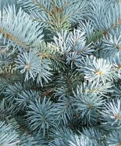 Future Forests Picea Pungens Fat Albert 11 Future Forests Picea Pungens Fat Albert