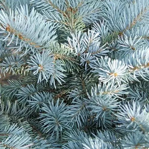 Future Forests Picea Pungens Fat Albert 7 Future Forests Picea Pungens Fat Albert