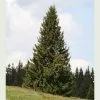Future Forests Picea Abies - Norway Spruce