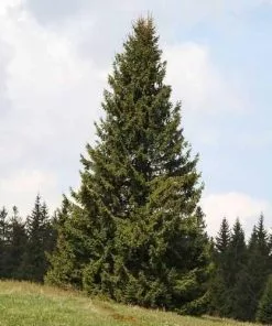 Future Forests Picea Abies - Norway Spruce