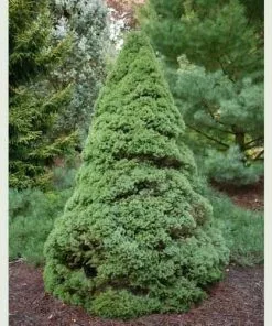 Future Forests Picea Glauca Sanders Blue All Conifers