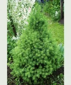 Future Forests Picea Glauca Conica All Conifers