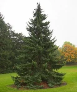 Future Forests Picea Omorika - Serbian Spruce All Conifers