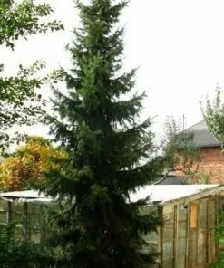 Future Forests Picea Omorika - Serbian Spruce All Conifers