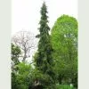 Future Forests Picea Omorika Pendula - Weeping Serbian Spruce All Conifers