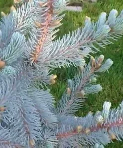 Future Forests All Conifers Picea Pungens Hoopsii