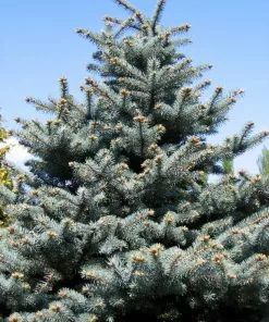 Future Forests Picea Pungens Super Blue All Conifers