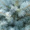 Future Forests Picea Pungens Super Blue All Conifers 2 Future Forests Picea Pungens Super Blue All Conifers