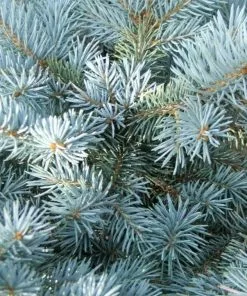 Future Forests Picea Pungens Super Blue All Conifers