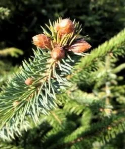 Future Forests Picea Sitchensis - Sitka Spruce