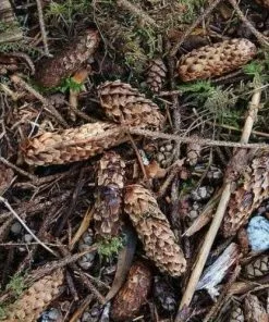 Future Forests Picea Sitchensis - Sitka Spruce