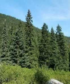 Future Forests Picea Sitchensis - Sitka Spruce