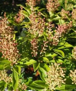 Future Forests Pieris Japonica Debutante Shrubs