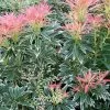 Future Forests Pieris Japonica Flaming Silver