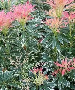 Future Forests Pieris Japonica Flaming Silver