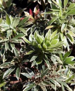 Future Forests Pieris Japonica Flaming Silver