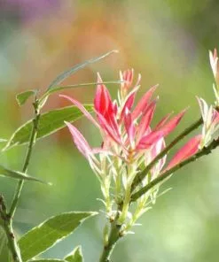 Future Forests Pieris Japonica Flaming Silver