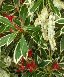 Future Forests Pieris Japonica Flaming Silver