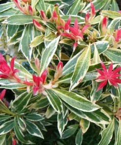 Future Forests Pieris Japonica Flaming Silver